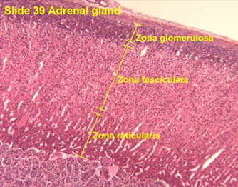 Adrenal Gland Quiz: Hormones and Disorders - Quiz & Trivia
